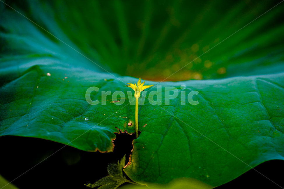 문양,무늬,패턴,연잎,생존,습지,식물,자연,plants,nature