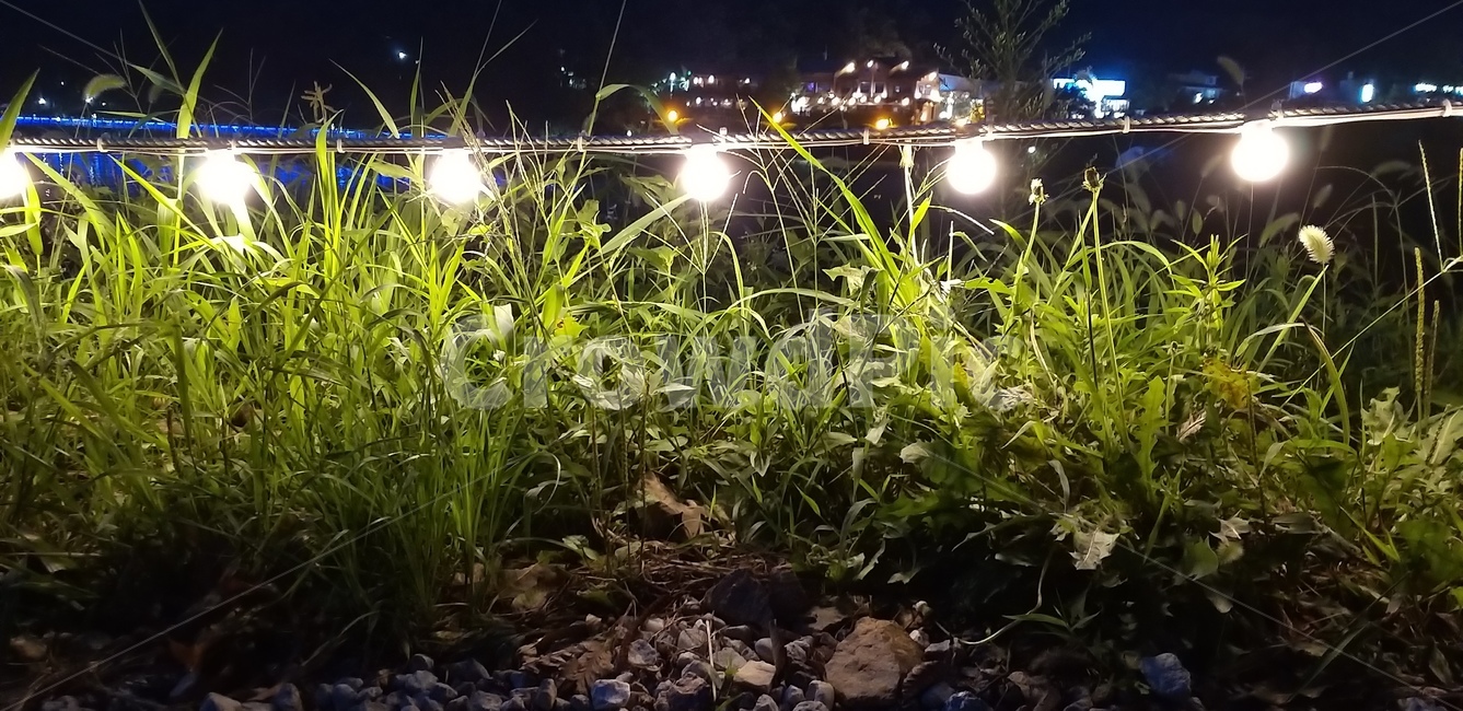 전구,빛,식물,야경,감성