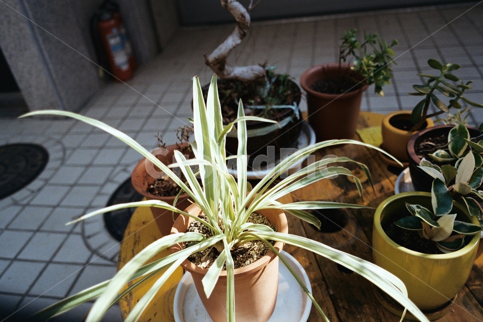 식물,화분,봄,햇빛,미세먼지,실내용화초,화분,화초,house plant