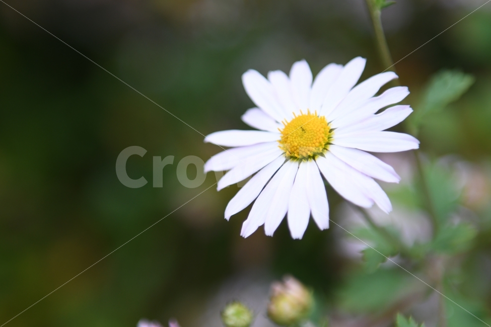 꽃,구절초,가을,floower,흰꽃,넉넉함,풍경,가을풍경,식물,자연,plants,nature,꽃,flower