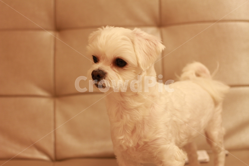 동물,애완견,반려견,말티즈,강아지,동물,animal,포유류,mammal,개,강아지,dog,doggy