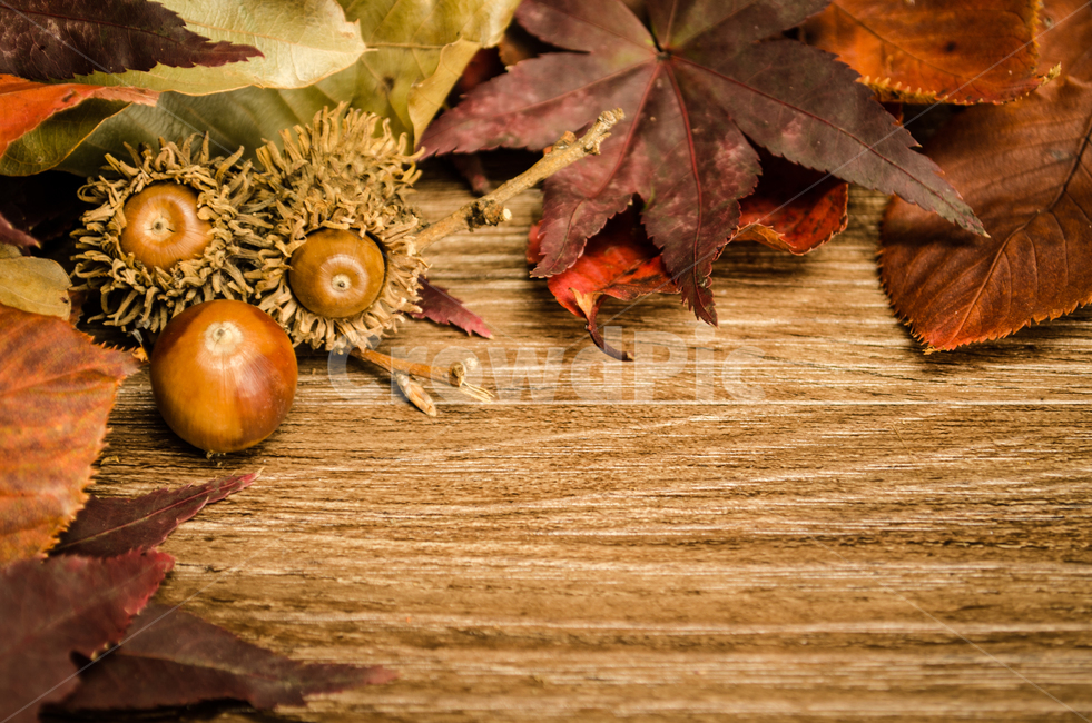 nature,concept,deck,tree,acorn,leaf,fallen leaves,background,plant,season,autumn,floor,decoration,table,Maple
