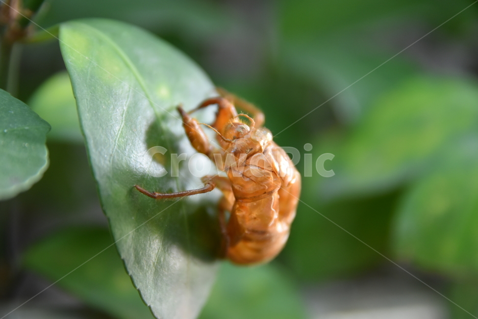 곤충,허물,벌레,껍질,거듭남,동물,animal,곤충,벌레,insect,bug