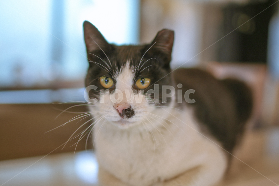 고양이,cat,동물,애완동물,야옹이,동물,animal,포유류,mammal,고양이,cat,kitten,kitty