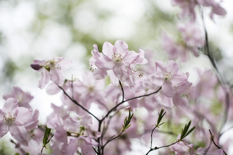 진달래,진달래꽃,봄꽃,축제,식물,잎,나뭇잎,나무,역광,꽃잎,접사,근접사진,봄,배경,풍경,경치,백그라운드,도감,봄,계절,spring,season,식물,자연,plants,nature,꽃,flower,plant,blossom