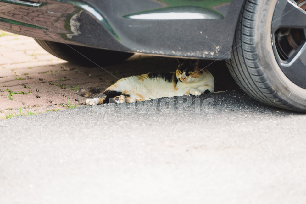 고양이,캣,냥냥이,길고양이,삼색이,치즈냥,냥,cat,동물,동물,animal,포유류,mammal,고양이,cat,kitten,kitty