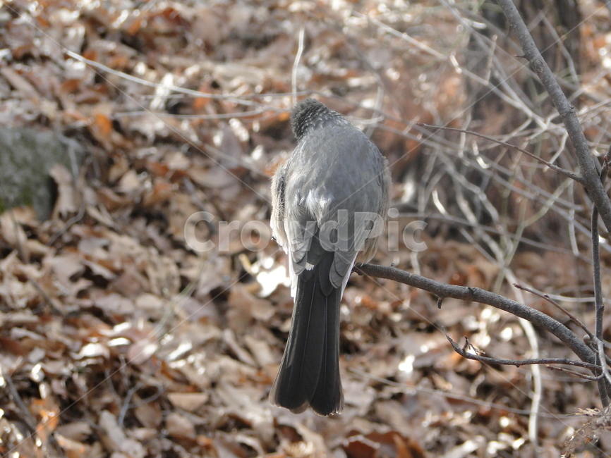 새,참새,동물,bird,animal