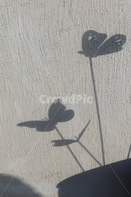 그림자,나비,배경,butterfly,shadow