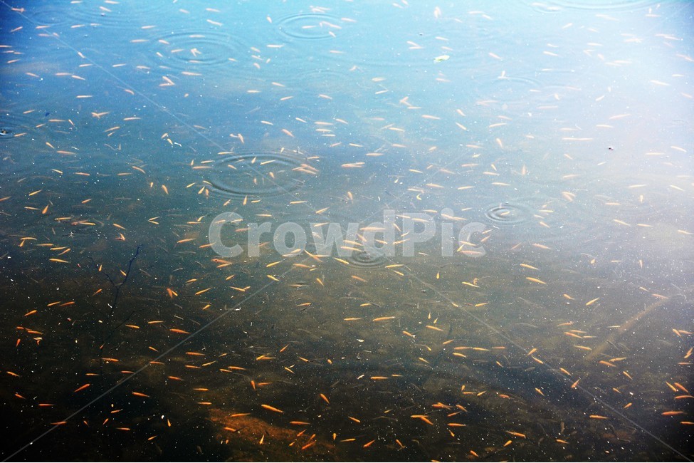 연못,호수,물고기,자연,정경,동물,animal,어류,물고기,fish