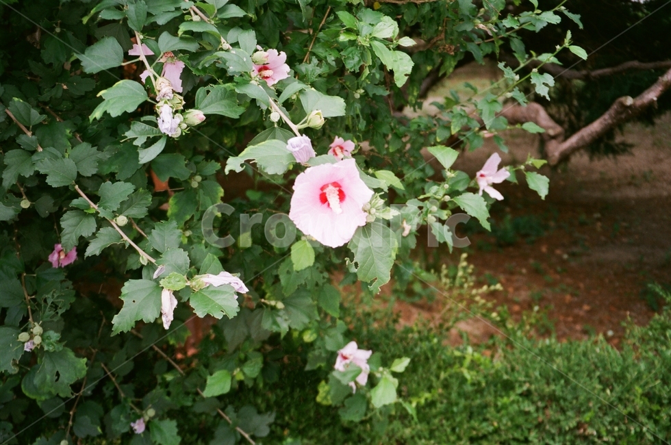 무궁화,plant,식물,공원,풀숲,수풀,초록,green,꽃,flower