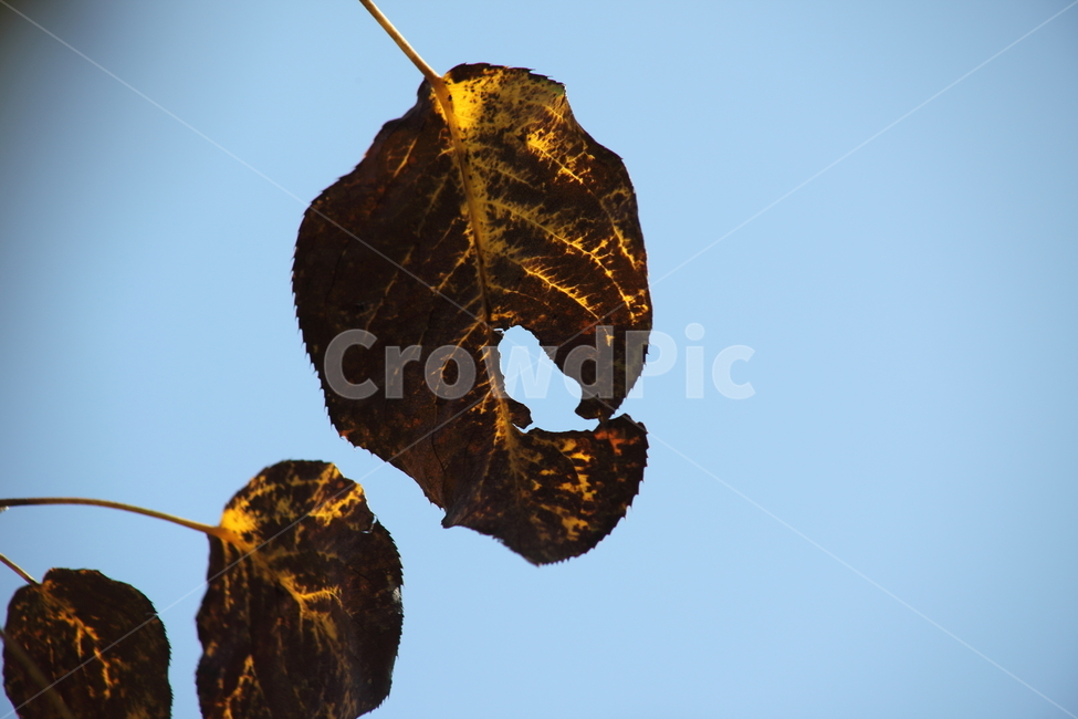 단풍,잎,가을,redleaves,leaf,가을,계절,fall,autumn,season,veins,정맥