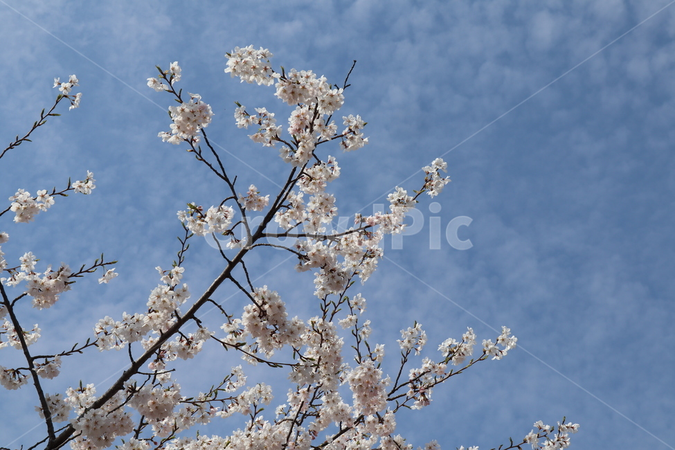 벚꽃,벚꽃풍경,푸른하늘,벚꽃나무,cherryblossoms,봄,계절,spring,season,plant,식물,flower,꽃,blossom