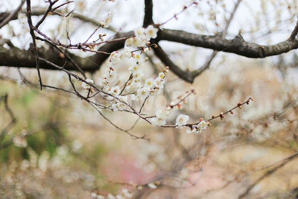 매화,매화마을,매화꽃,꽃,매화축제,봄,계절,spring,season,식물,자연,plants,nature,꽃,flower,plant