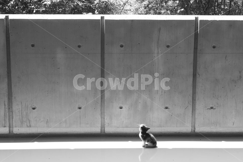 새끼고양이,고양이,길냥이,길거리고양이,cat,kitten,baby,loneliness,외로움,콘크리트벽,pet,animal,동물,포유류,mammal,one,동물,animal,포유류,mammal,고양이,cat,kitten,kitty,흑백,모노톤,monochrome,black and white