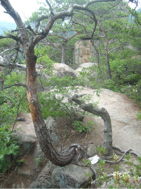 가은산,봄,자연,휴양림,공원,자연,풍경,nature,landscape,식물,plants,나무,trees,wood,plant,tree,tree trunk,나무 줄기