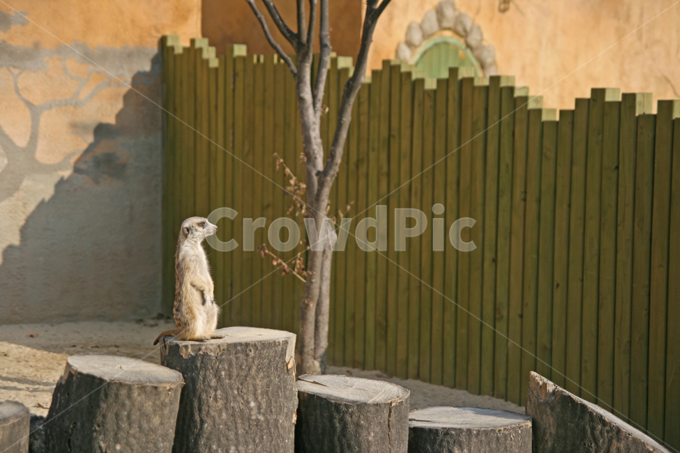 동물원,동물,미어캣,zoo,meerkat,animal,동물,animal,포유류,mammal