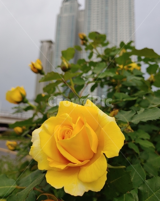 장미,노랑,접사,5월,꽃