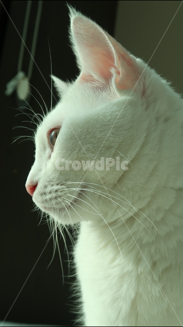 고양이,cat,캣,동물,고양이얼굴,동물,animal,포유류,mammal,고양이,cat,kitten,kitty