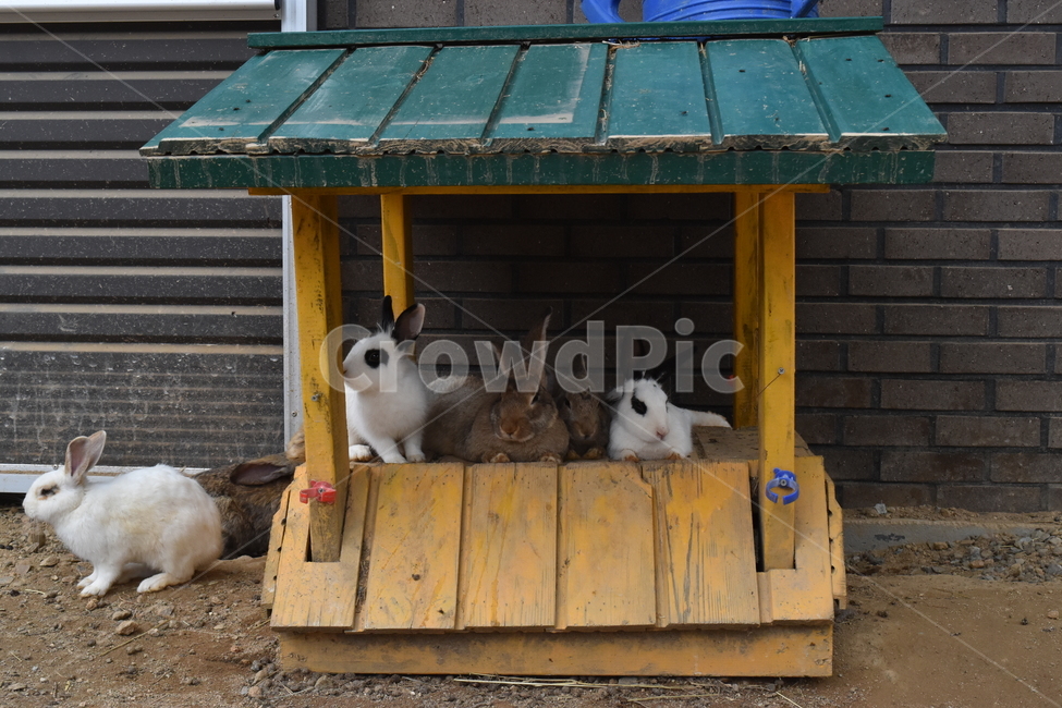 토끼,rabbit,동물,animal,포유류,동물,animal,포유류,mammal