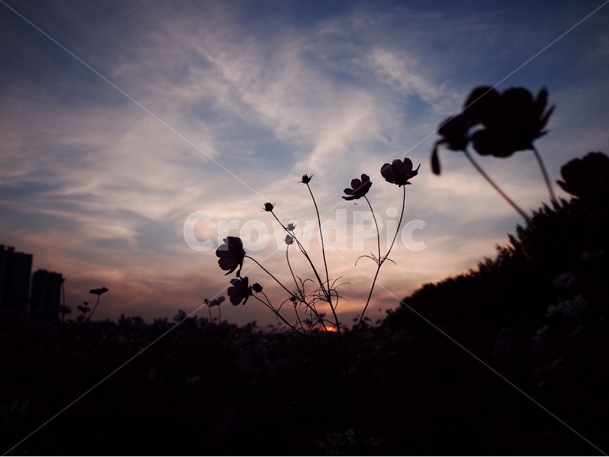 코스모스,꽃,꽃잎,식물,나무,자연,풍경,노을,하늘,구름,식물,자연,plants,nature,꽃,flower,실루엣,그림자,silhouette,shadow