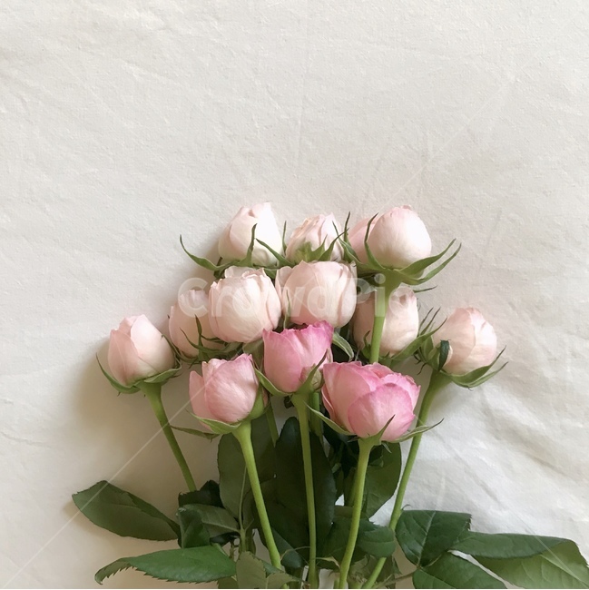 장미,봄,핑크,감성,크림하트장미,꽃,사랑스러운,러블리,rose,pink,flower,spring,5월,may,꽃,flower,감성,sensible,feeling