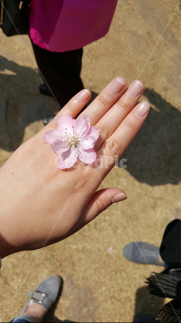 꽃,손,손가락,반지,꽃반지,봄,color,사람,finger,핑크,노랑
