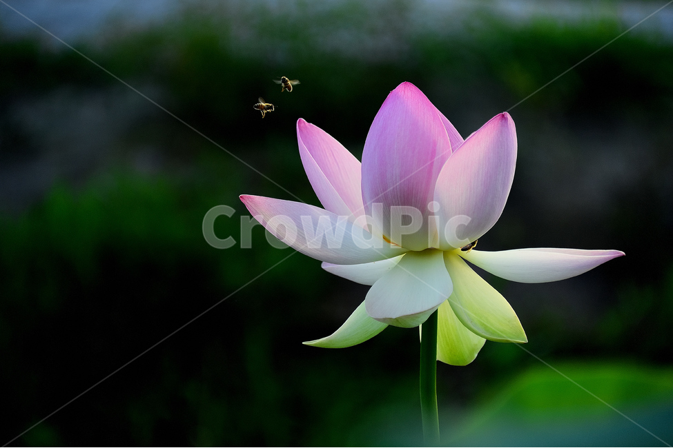 연꽃,연꽃사진,꽃과벌,개화,묵언,수행,자연,아침,식물,자연,plants,nature,꽃,flower,동물,animal,곤충,벌레,insect,bug