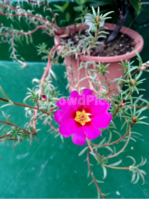 채송화,분홍,식물,제라늄,꽃,식물,자연,plants,nature,꽃,flower,실내용화초,화분,화초,house plant