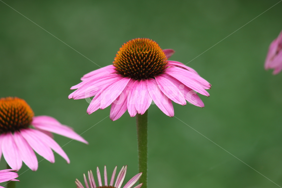 blossom,flower,꽃,식물,plant,식물,자연,plants,nature,꽃,flower