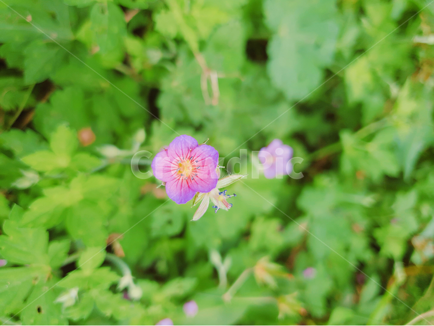 꽃,flower,식물,plant,자연,nature,야생화,식물,자연,plants,nature,꽃,flower