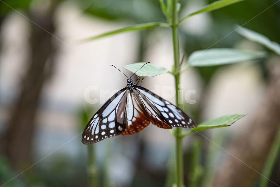 나비,곤충,이화원,식물원,버터플라이,butterfly,동물,animal,곤충,벌레,insect,bug