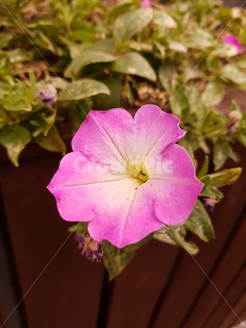 꽃,분홍색,담장,flower,자연,식물,자연,plants,nature,꽃,flower