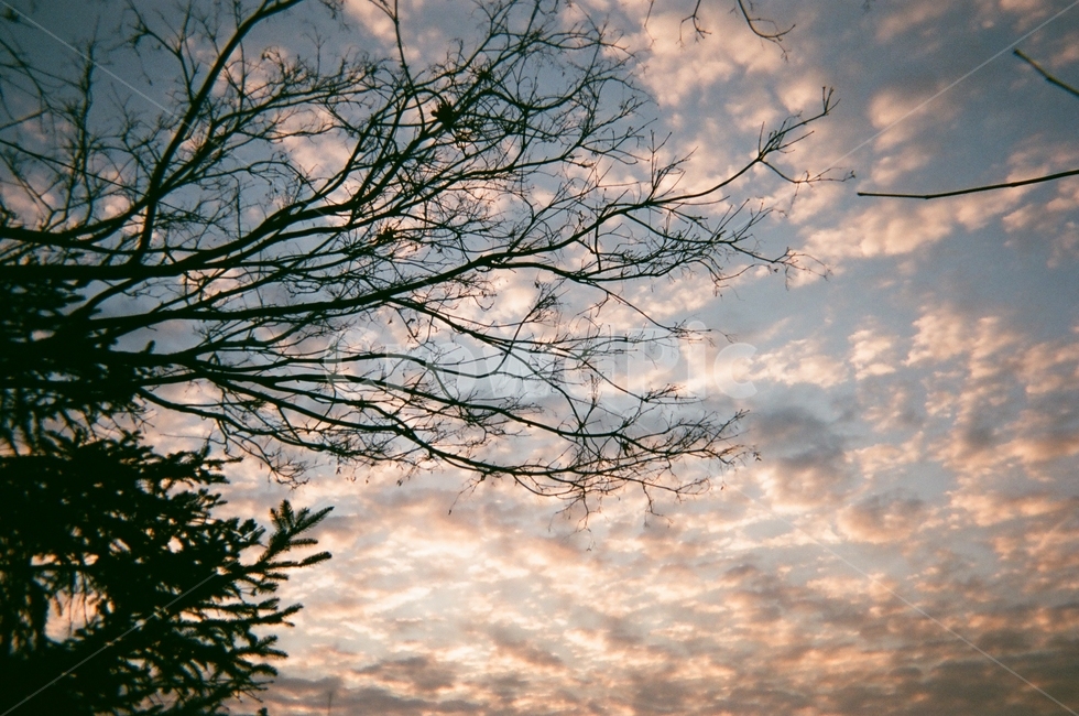 구름,하늘,나무,풍경,해돋이,일출,newyear,tree,겨울,winter,sunrise,필름,film