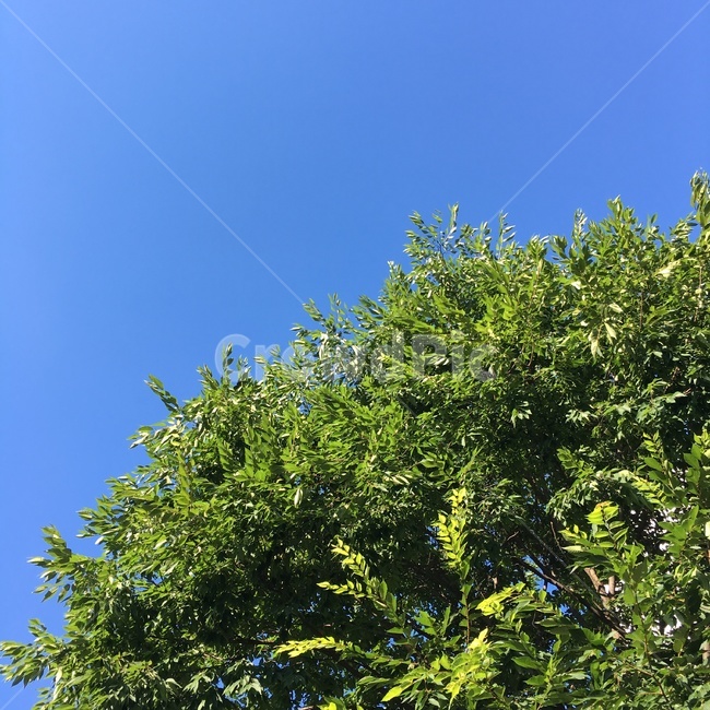 자연,풍경,하늘,나무,숲,nature,green,sky,tree,light,빛,scenary,landscape,자연,풍경,nature,landscape