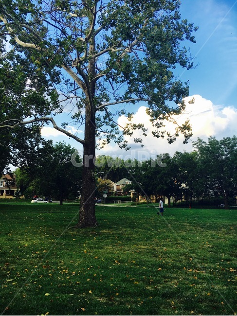 grass,잔디,plant,식물,tree,나무,treetrunk,나무줄기,person,사람,human,인간,하늘,구름,자연,sky,cloud,nature,park,공원,landscape,scenery,scene,view,풍경
