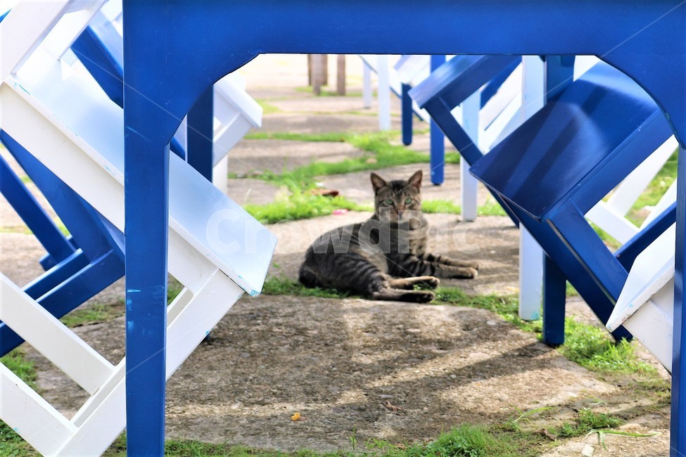 고양이,cat,테이블,의자,휴식,동물,animal,포유류,mammal,고양이,cat,kitten,kitty