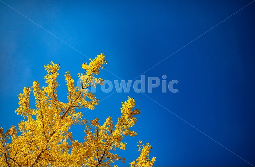 은행나무,은행,가로수,하늘,가을,가을,계절,fall,autumn,season