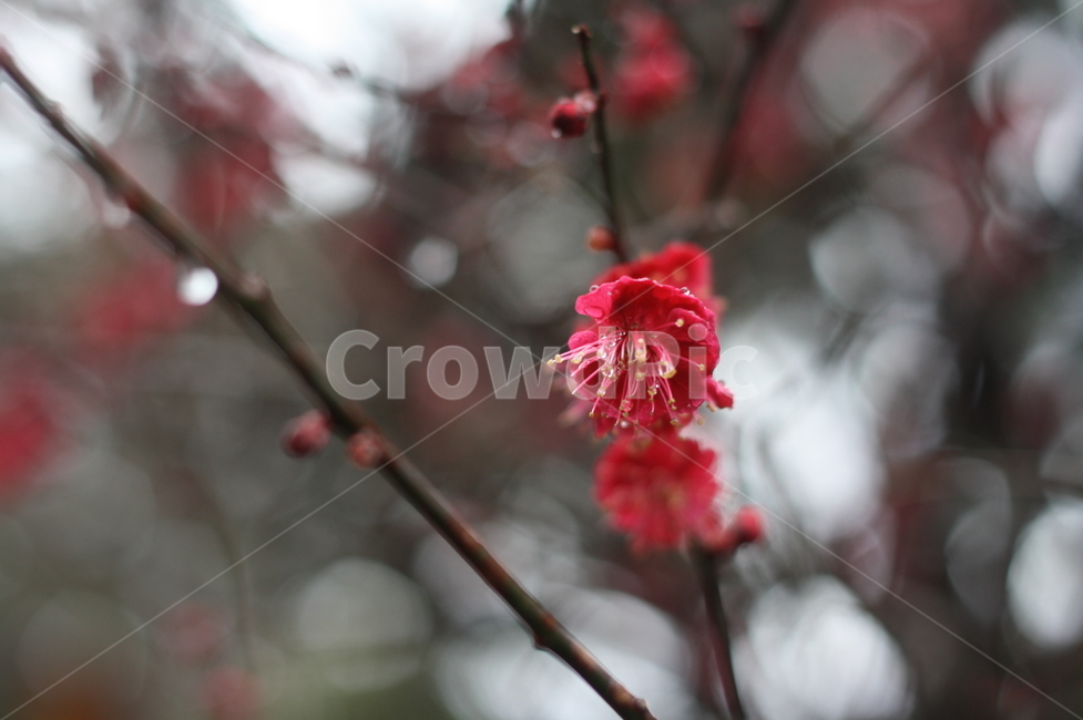 plant,식물,pollen,화분,매화