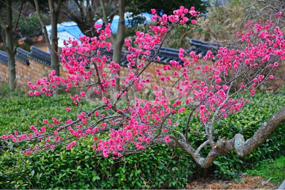 plant,식물,blossom,flower,꽃,홍매화,매화,매실,봄,봄꽃,계절,무안,초의선사탄생지,식물,자연,plants,nature,꽃,flower