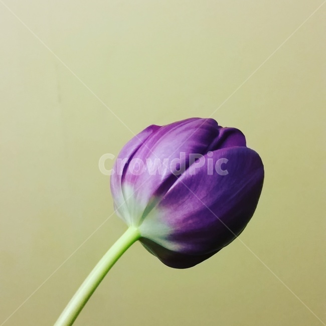 plant,식물,blossom,flower,꽃,튤립,보라색,보라색꽃,줄기,꽃잎,꽃,flower
