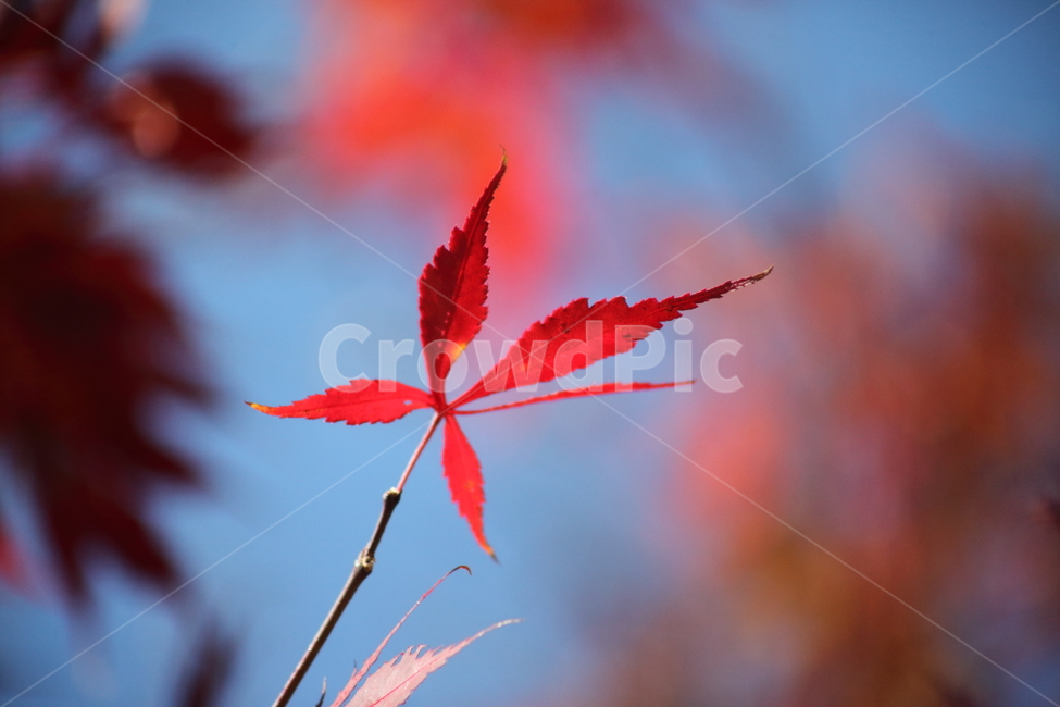 단풍,단풍나무,엽록소,가을,redleaves,가을,계절,fall,autumn,season,leaf,잎,plant,식물,tree,나무