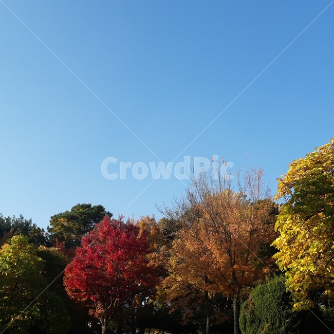 가을,단풍,풍경,하늘,자연,알록달록,가을,계절,fall,autumn,season,plant,식물,tree,나무