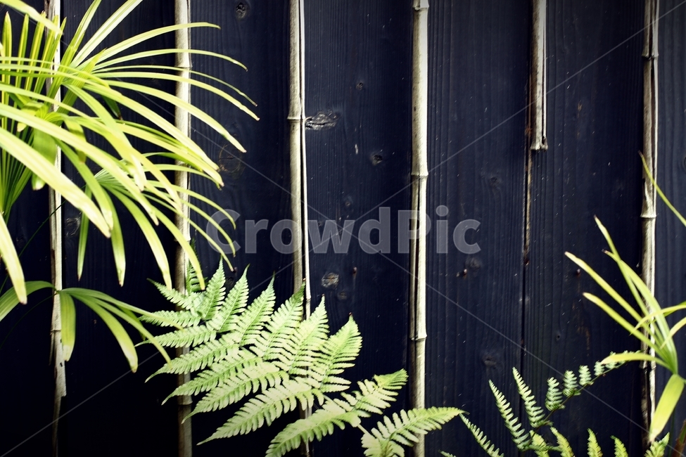 식물,대나무,배경,녹색,plant,background,감성,담,담벼락,식물,자연,plants,nature