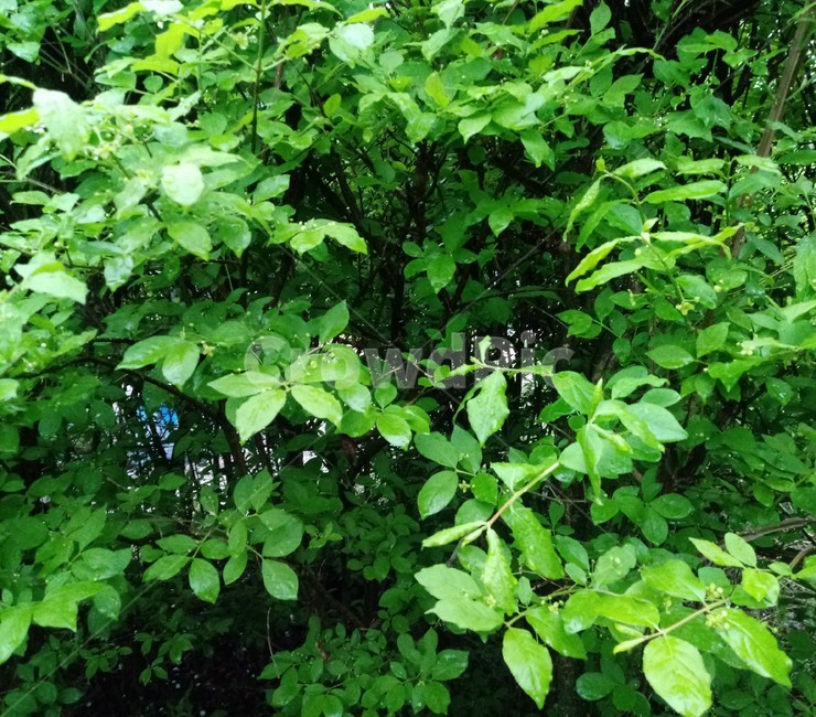 숲,자연,화살나무,식물,노박덩굴과,낙엽활엽관목,조경용,귀전우,참빗나무,홋잎나무,초록잎