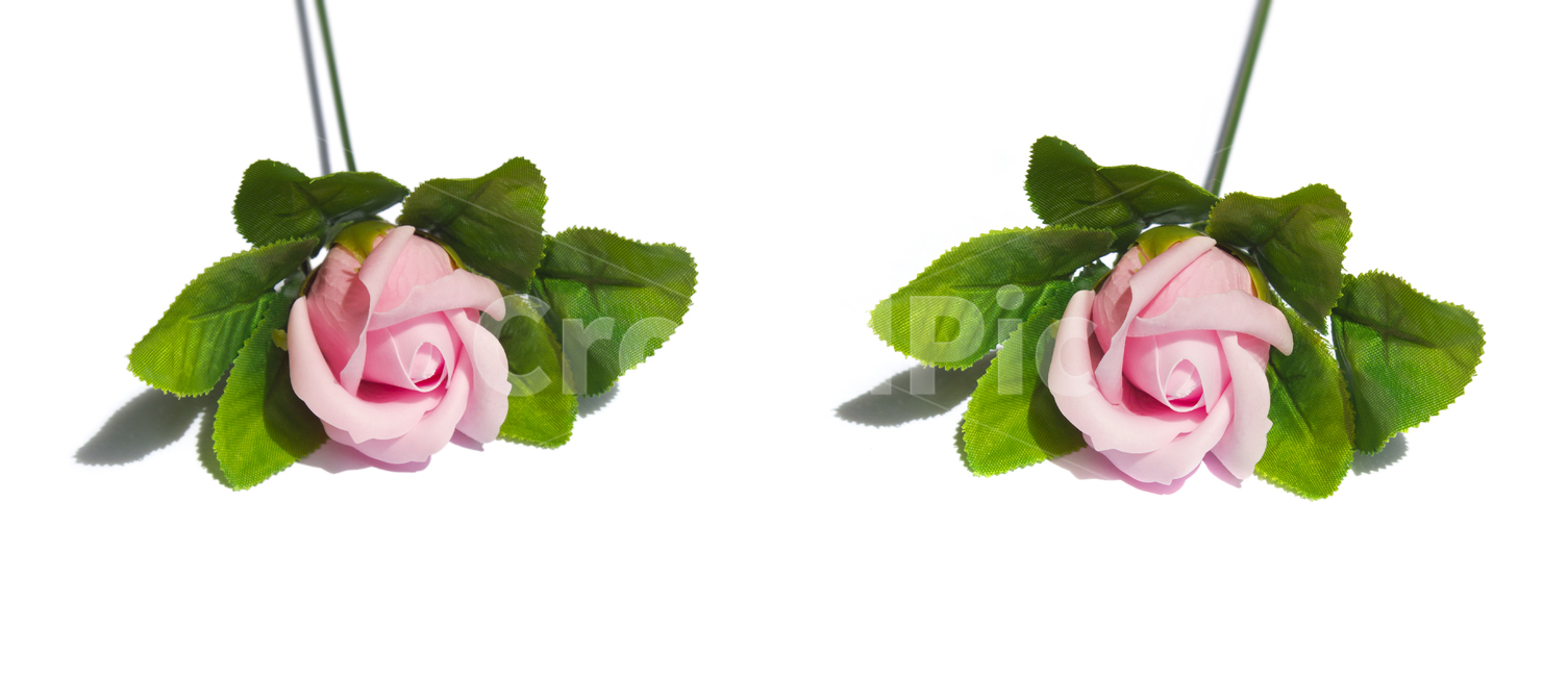 plant,leaf,장미,로즈,꽃,플라워,조화,비누,비누꽃,핑크,분홍,줄기,잎,나뭇잎,잎사귀,흰배경,클로즈업,사물,자연,식물,꽃,flower