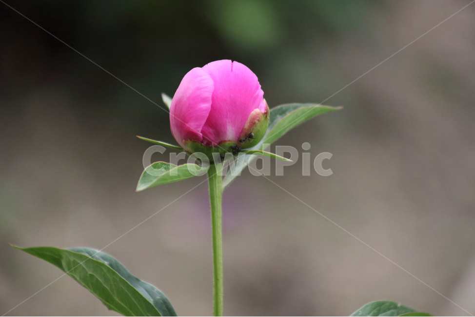 작약,꽃,작약꽃,봄,peonyroot