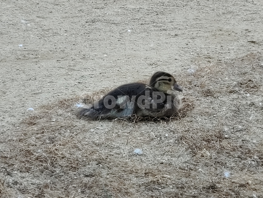animal,동물,bird,새,ground,바닥,원앙이,원앙,새끼원앙,새끼새,아기새,아가새,조류,새,birds