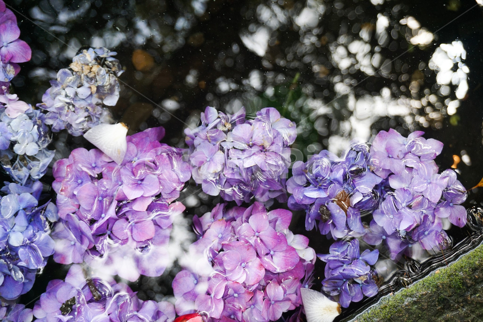 blossom,꽃,flower,수국,보라색꽃