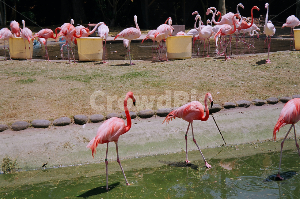 플라밍고,동물,동물원,새,zoo,flamingo,bird