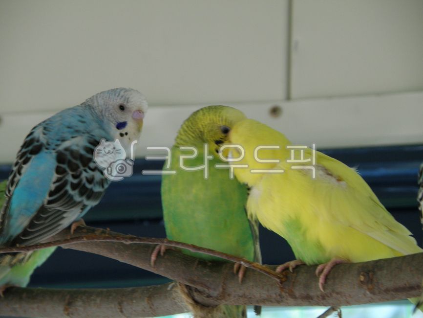 animal,잉꼬,동물,parrot,앵무새,새,bird